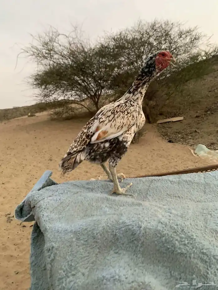 شامو ألماني تب 0