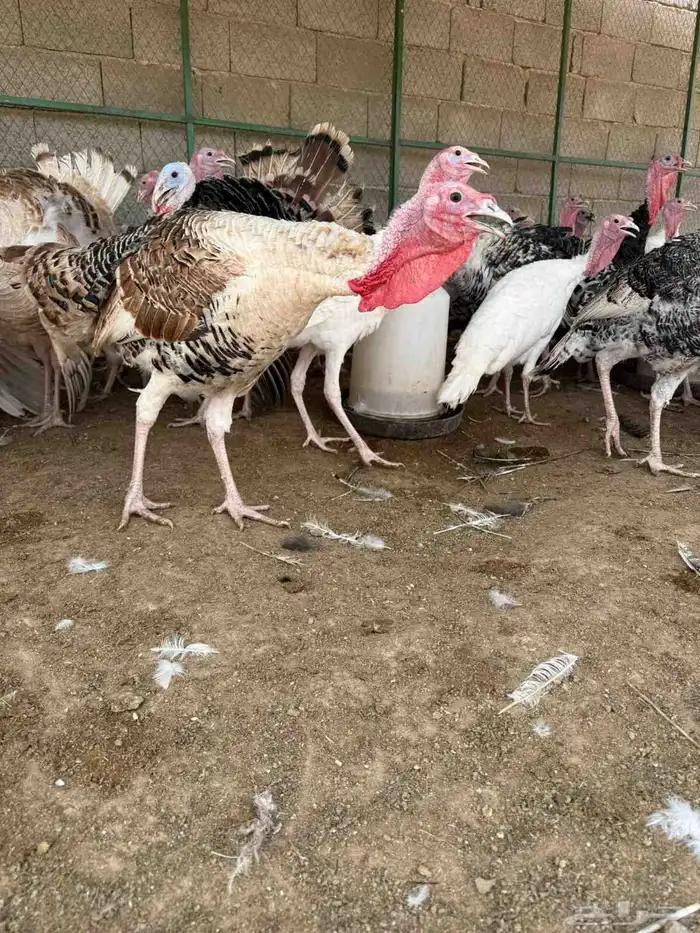 للبيع دجاج وديوك رومي 9