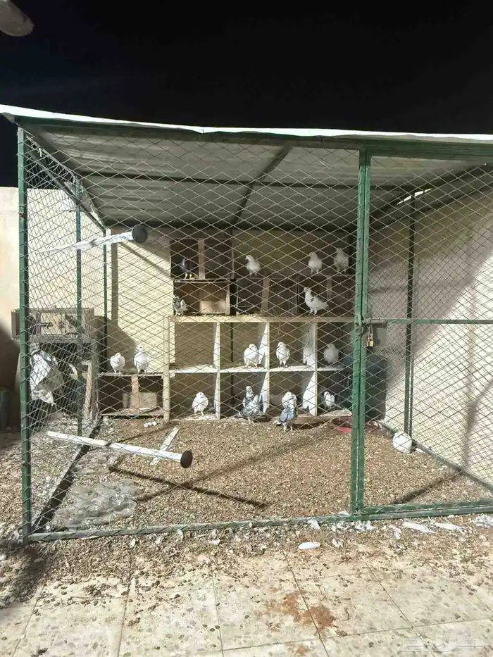 شبك بقلاوة شبك حمام دجاج 0