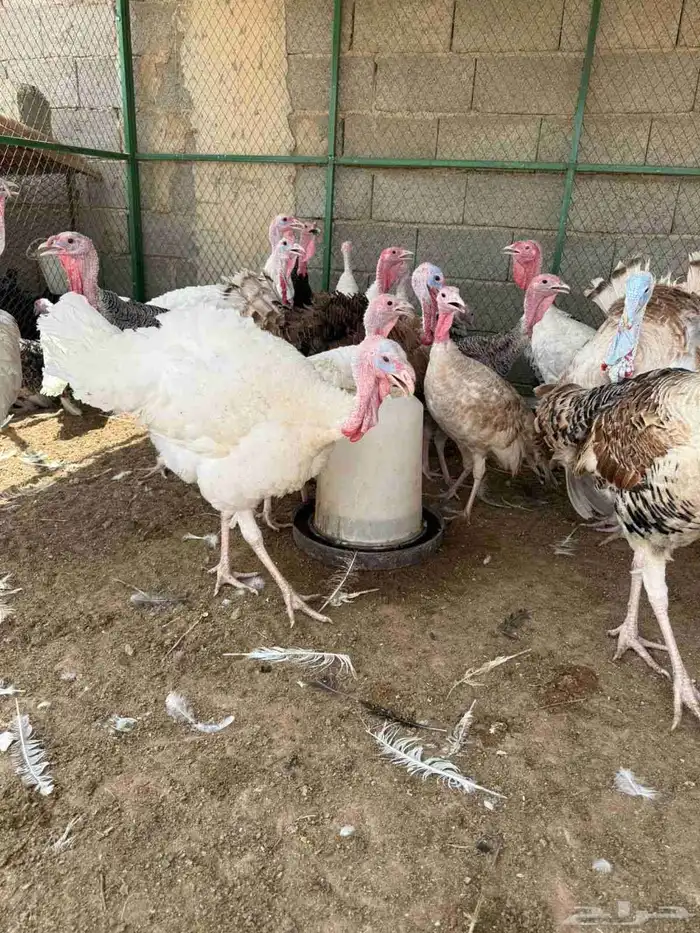 للبيع دجاج وديوك رومي 8