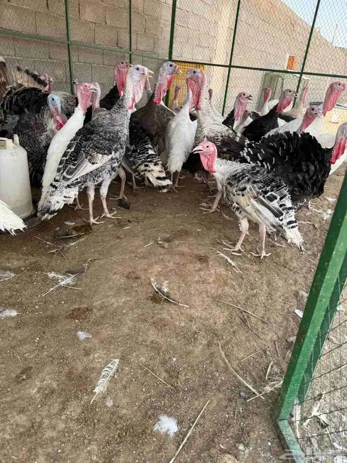 للبيع دجاج وديوك رومي 7