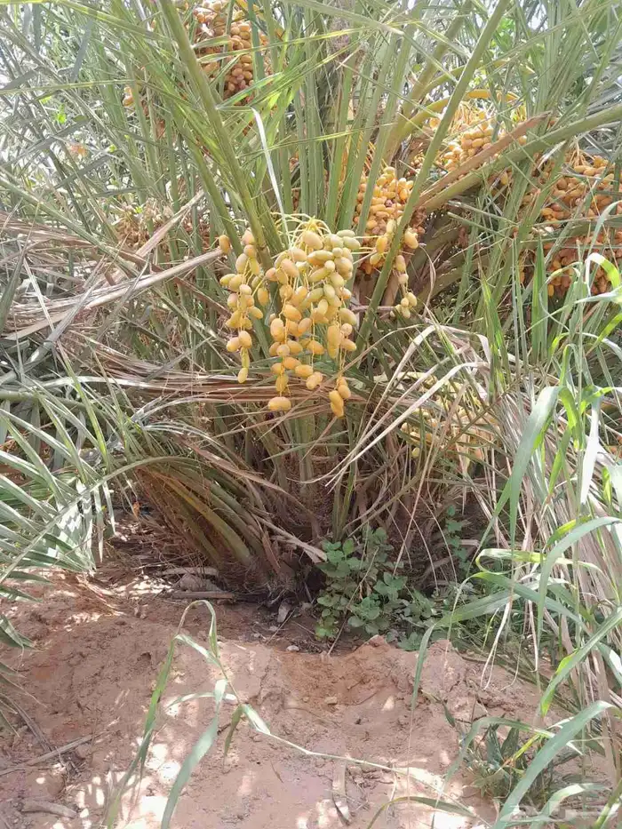يوجد لدينا جميع انواع النخيل لتواصل 4