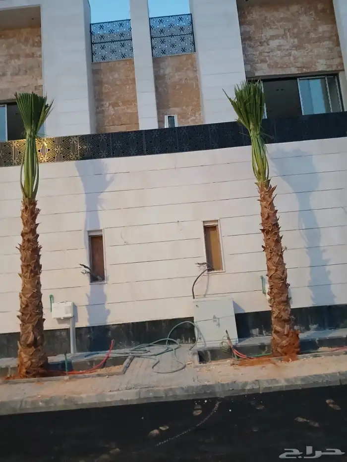نخل وشنطني زينه امريكي للبيع 4