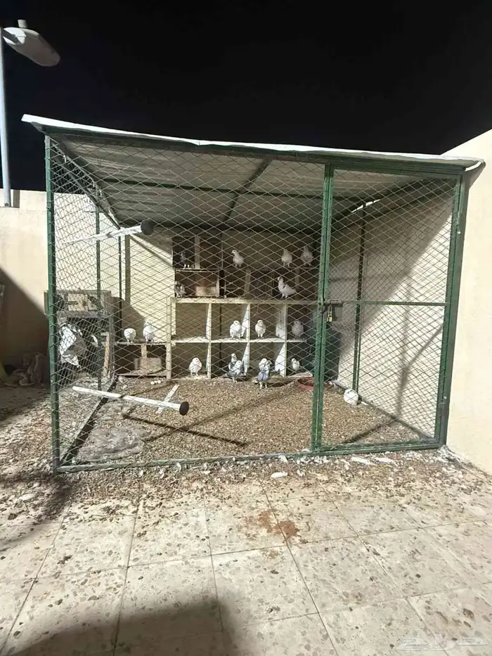 شبك بقلاوة شبك حمام دجاج 2