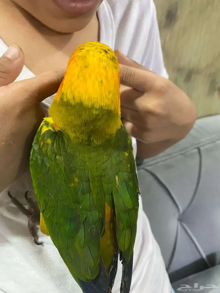 بغباء صن كنيور اليف مع الصغير والكبير 1