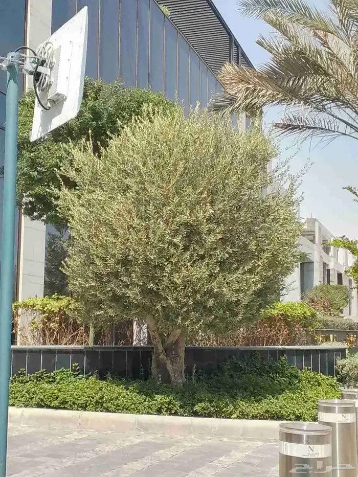 شجر زيتون معمر 0
