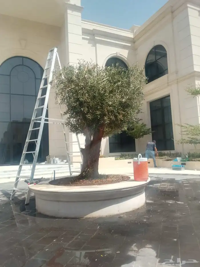 شجر زيتون معمر 3