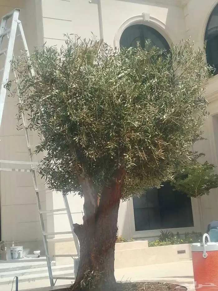 شجر زيتون معمر 2
