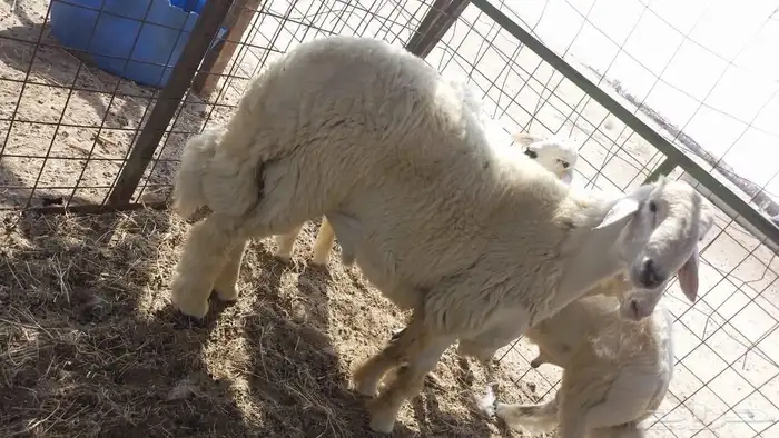 مشروع فحل صنف ابوه من حلال متعب بن عيضه 0