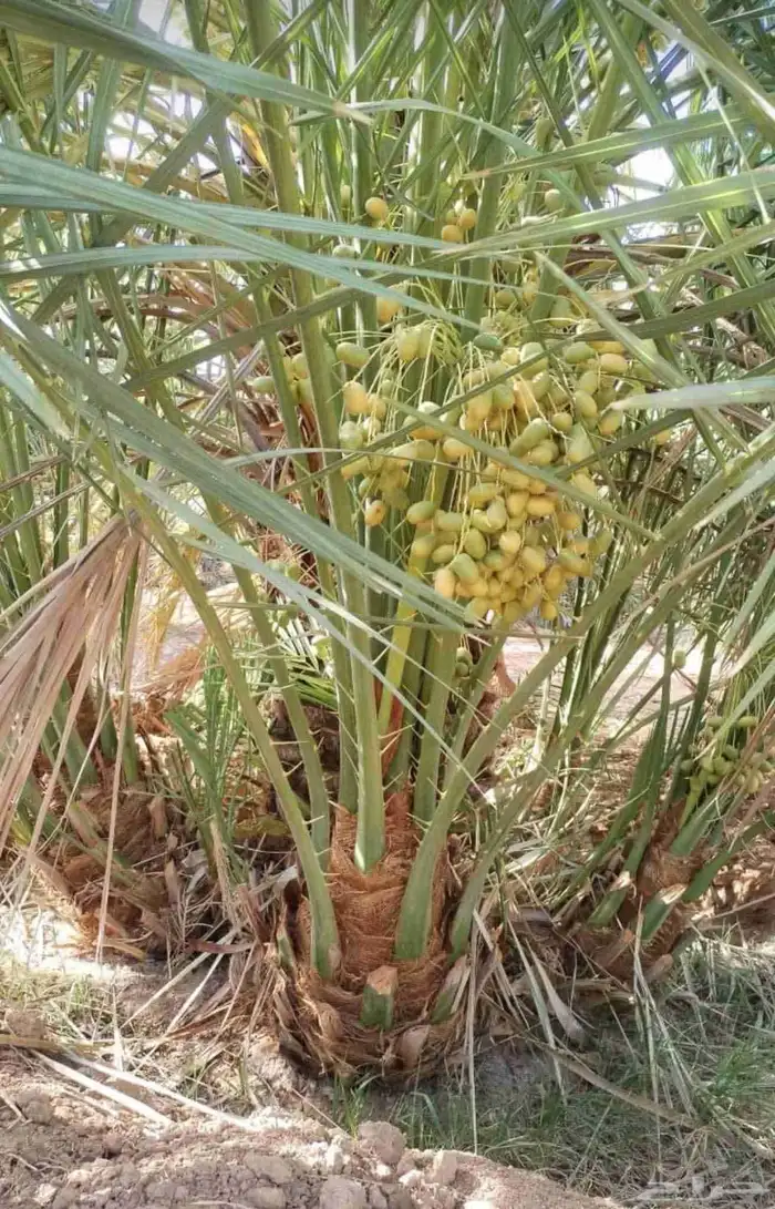 فروخ جثايث نقايل تصدير قطر الكويت الامارات جميع الانواع متو 3