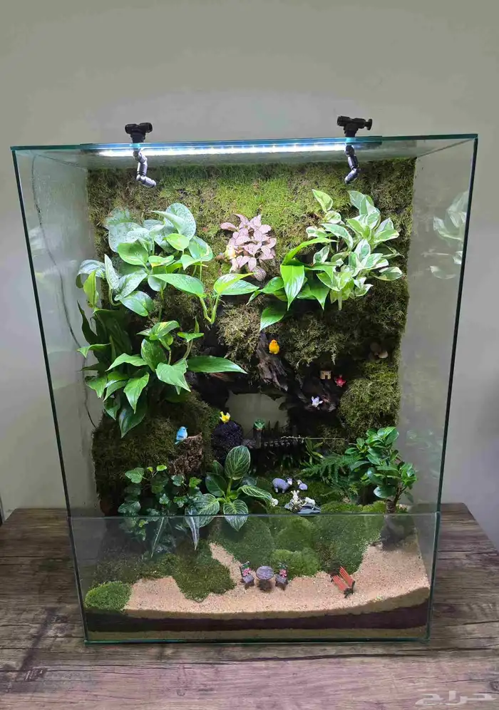 حوض زجاج تيراريوم غابة طبيعية 0