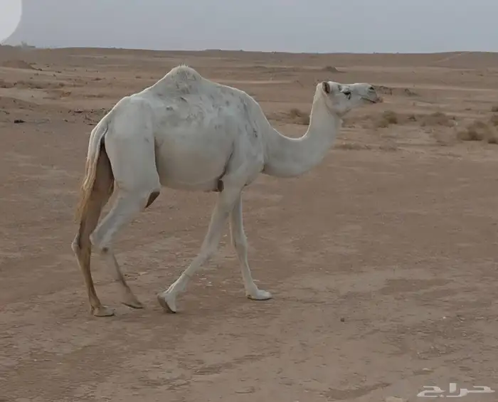 ناقة ضريبة مسحوب بنتها هدية بالزلفي 2