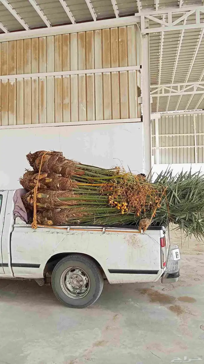 يوجد جميع انواع النخيل وجميع المقست   053 863 9765 0