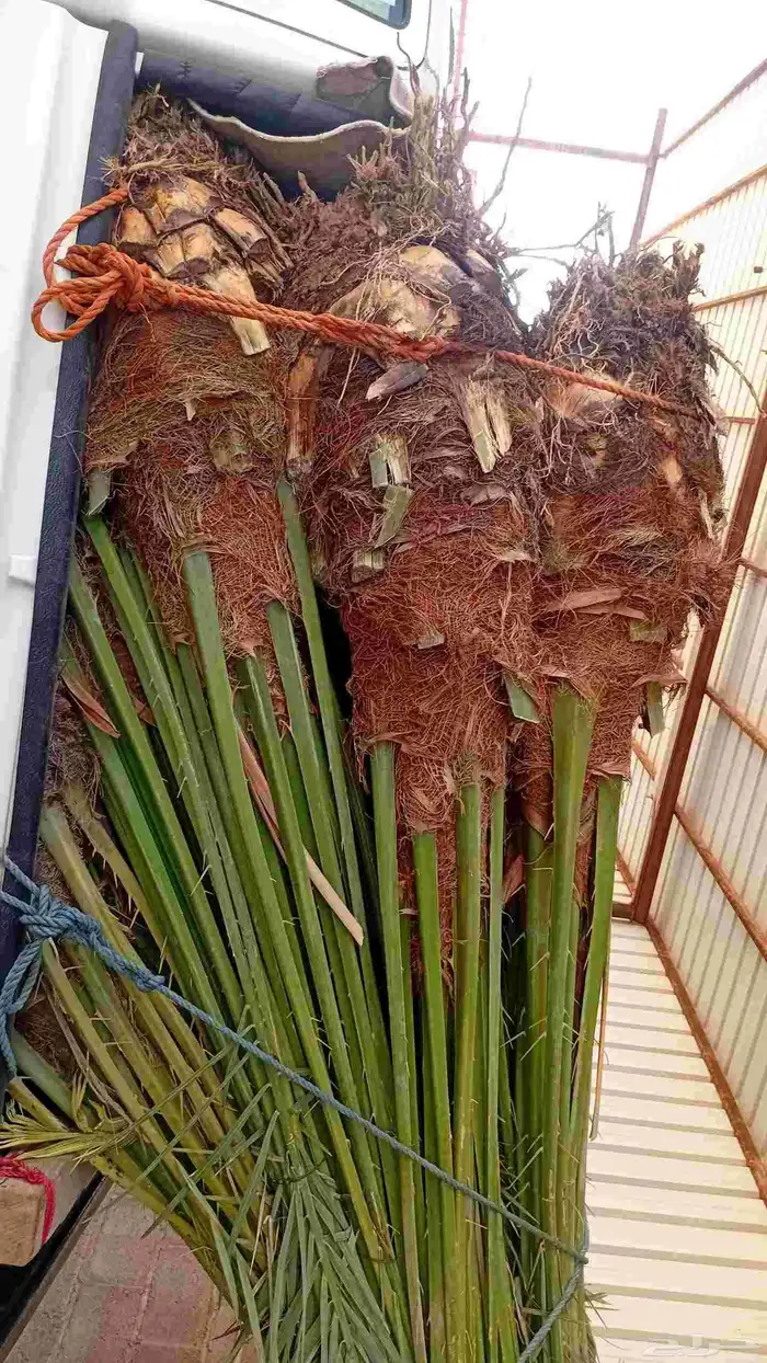 يوجد الدنيا نخل للبيع بحايل 1