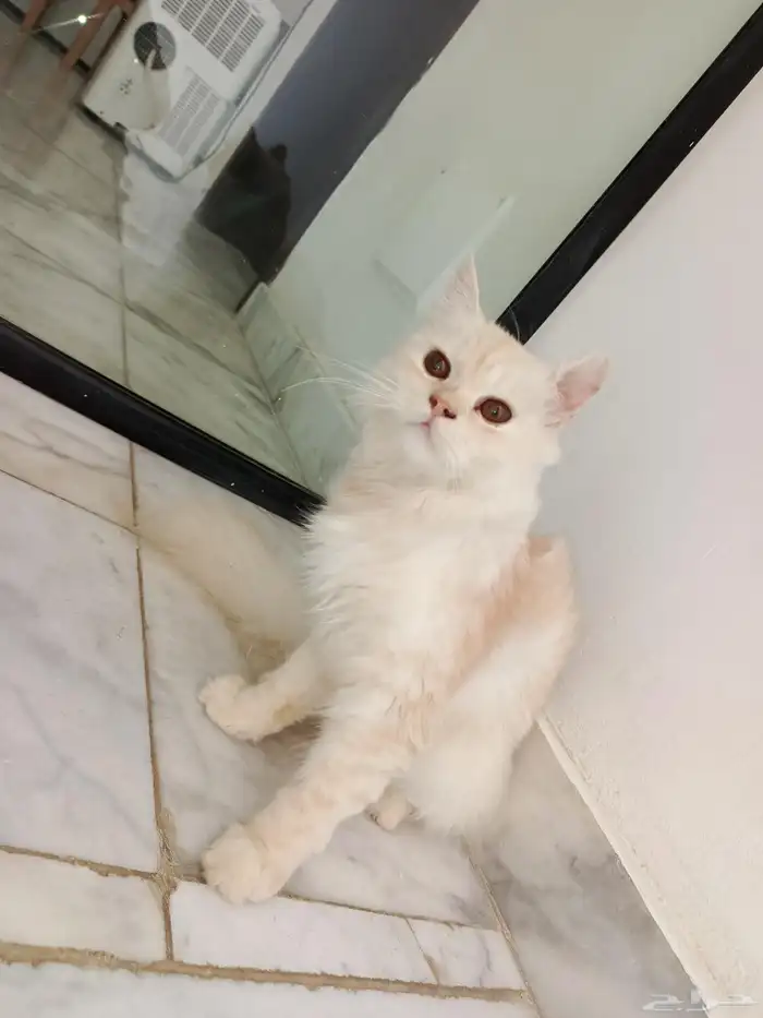 Cat 0