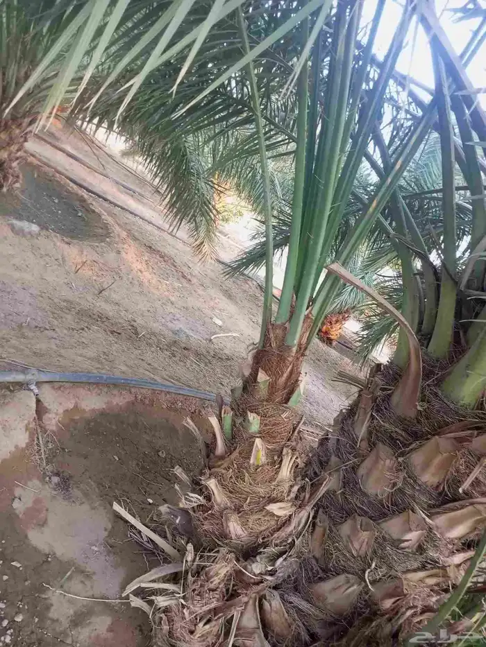 السلام عليكم ورحمه الله وبركاته يوم الخميس بالليل واصل نخل م 5