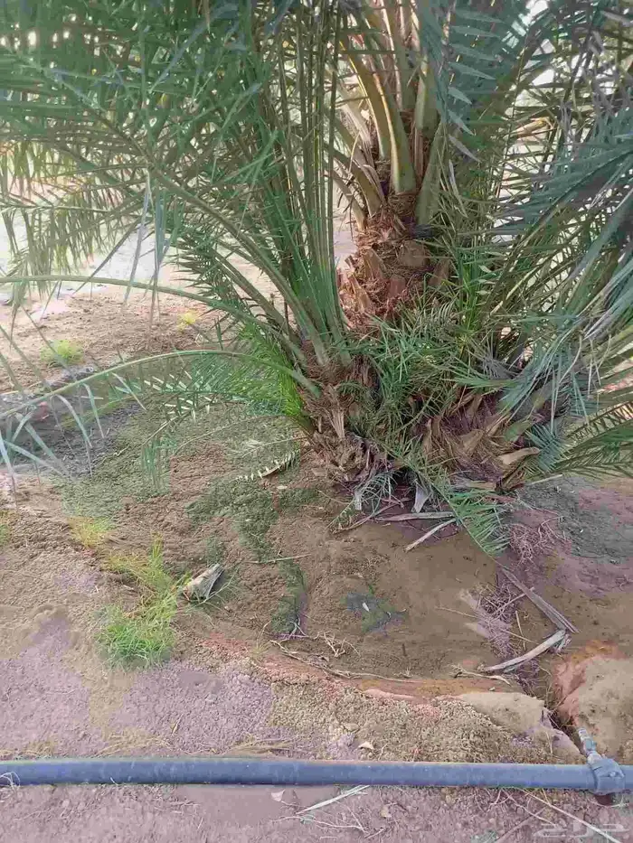 السلام عليكم ورحمه الله وبركاته يوم الخميس بالليل واصل نخل م 2