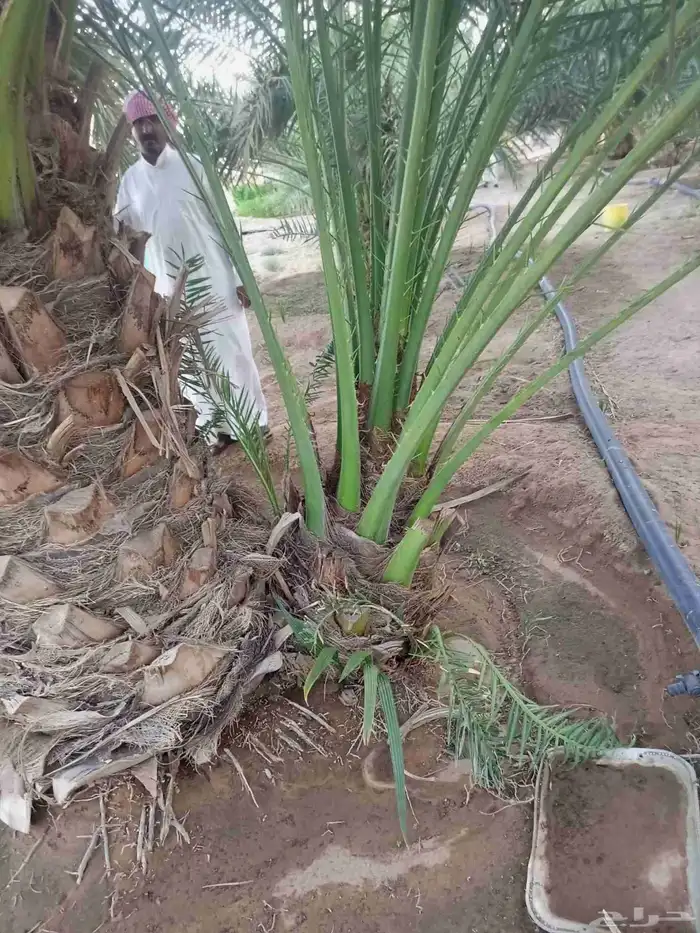 السلام عليكم ورحمه الله وبركاته يوم الخميس بالليل واصل نخل م 4