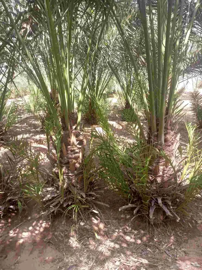 السلام عليكم ورحمه الله وبركاته يوم الخميس بالليل واصل نخل م 9