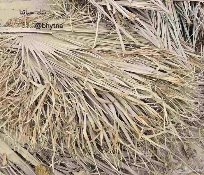 جريد النخيل ( سعف ) 2