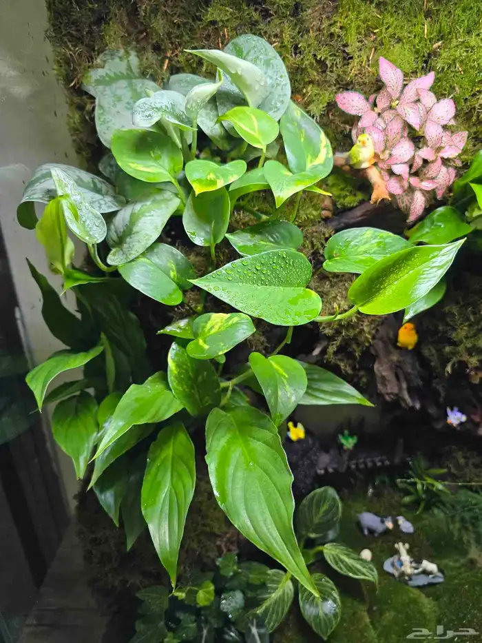 حوض زجاج تيراريوم غابة طبيعية 4