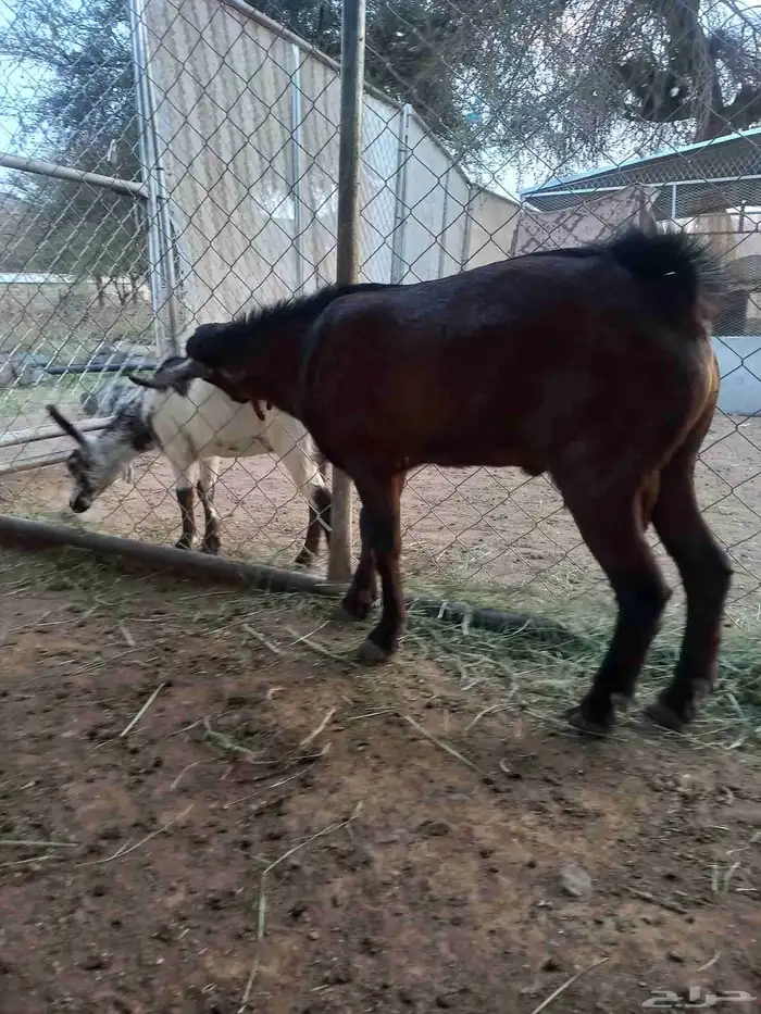 تيس مشروع فحل أدهم أجم كفوو 3