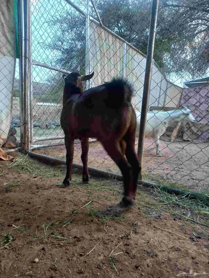 تيس مشروع فحل أدهم أجم كفوو 2