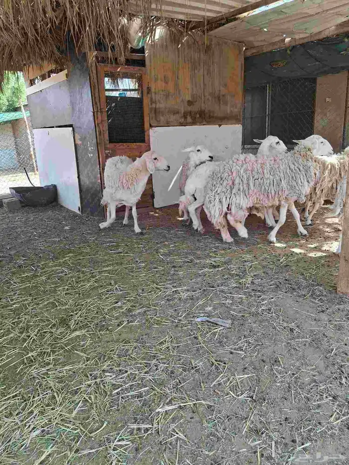 حريات حرش طيبه 3