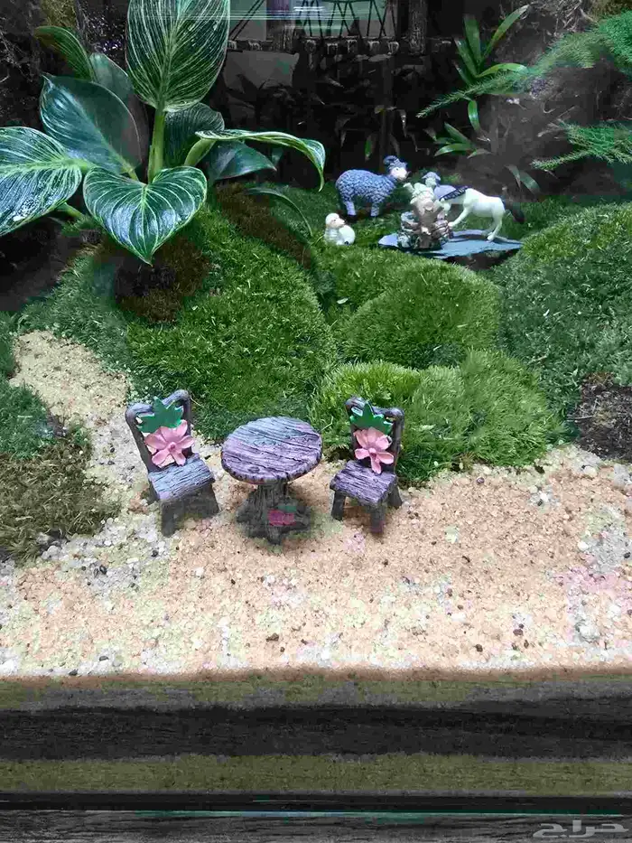 حوض زجاج تيراريوم غابة طبيعية 6