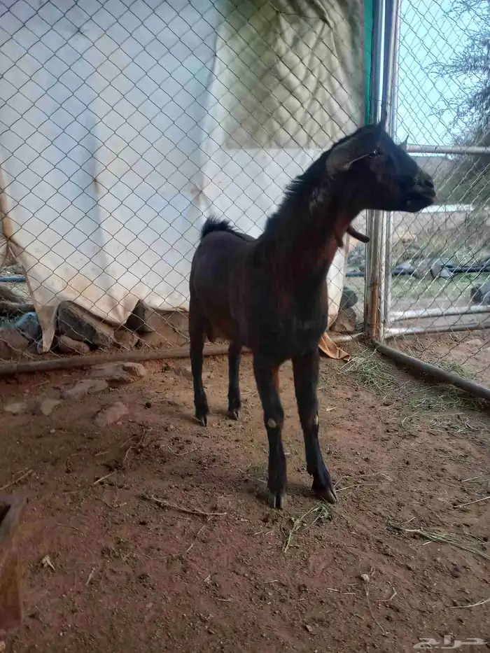 تيس مشروع فحل أدهم أجم كفوو 1