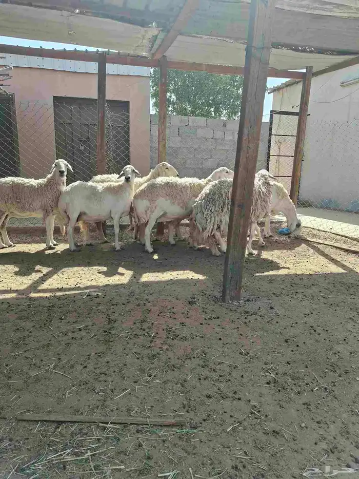 حريات حرش طيبه 1