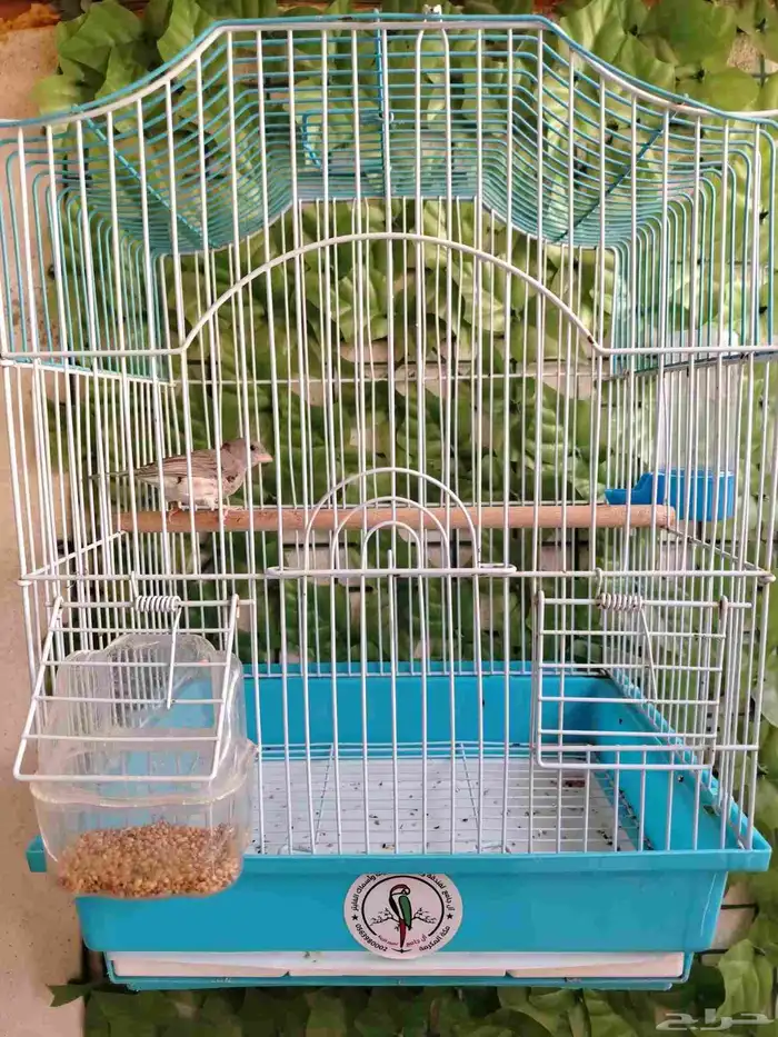 ذكر حسون طايفي مغرد 2