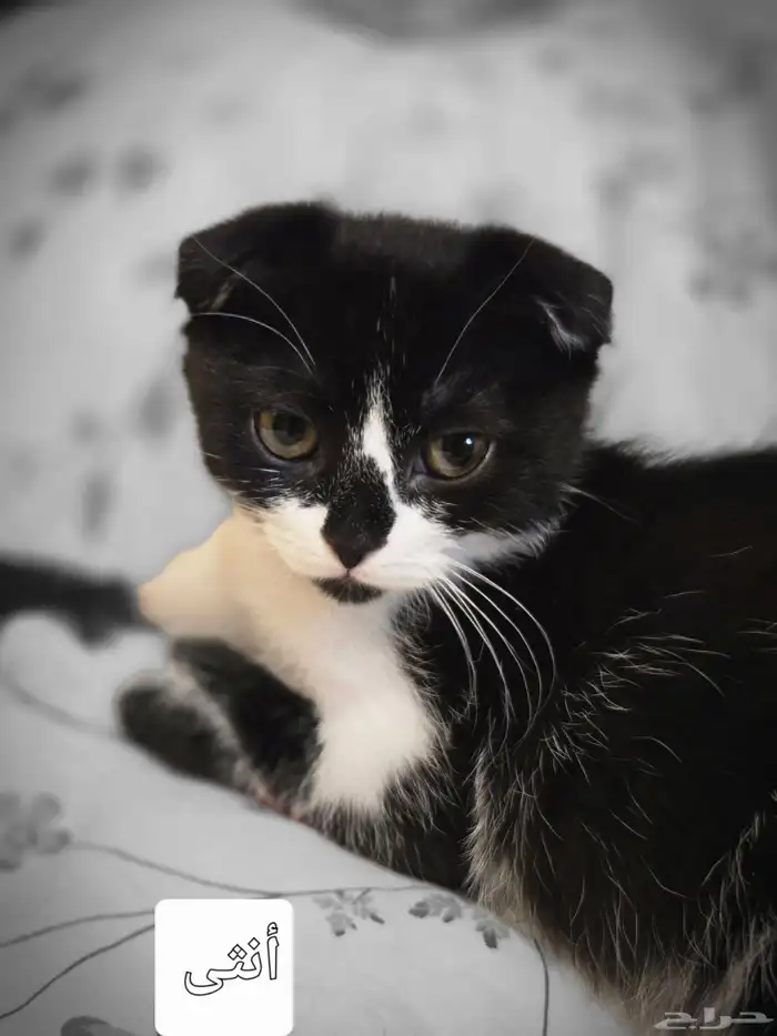 قطط للتبني 1