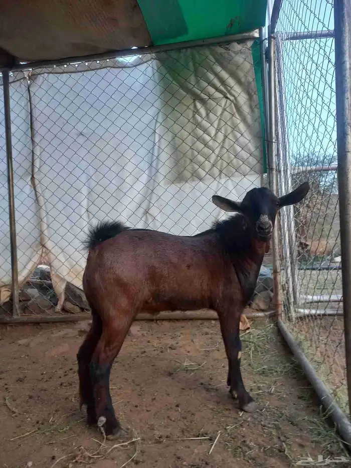 تيس مشروع فحل أدهم أجم كفوو 4