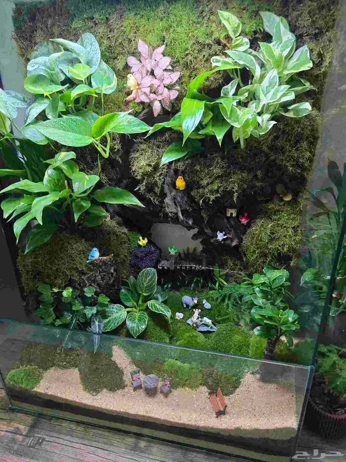 حوض زجاج تيراريوم غابة طبيعية 5