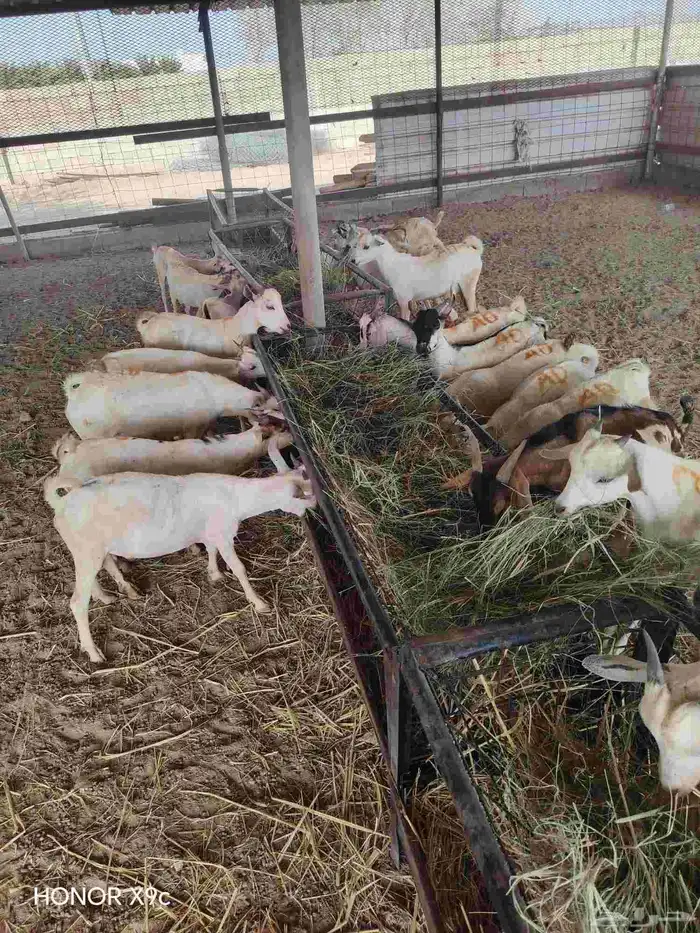 قعدان وتيوس 9