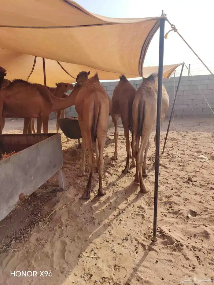 قعدان وتيوس 0