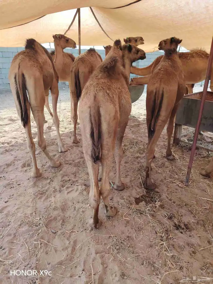 30 قعود صومالي مفاريد للبيع تفريد وجملة 0