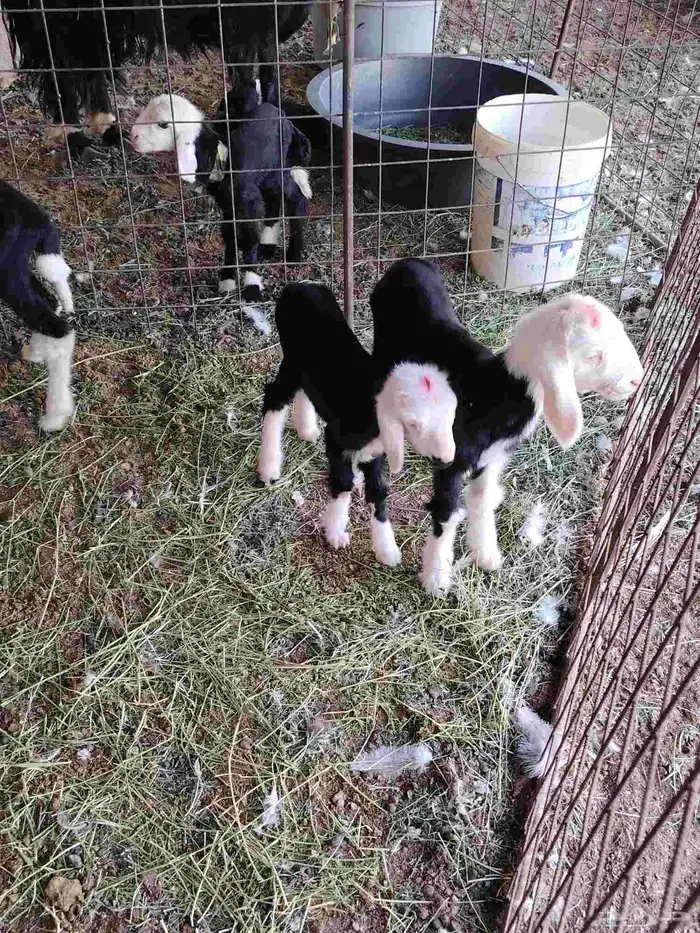 دواقير نجد العدد 3 خرفان 2 ورخل سليمات من جميع العذاريب 2