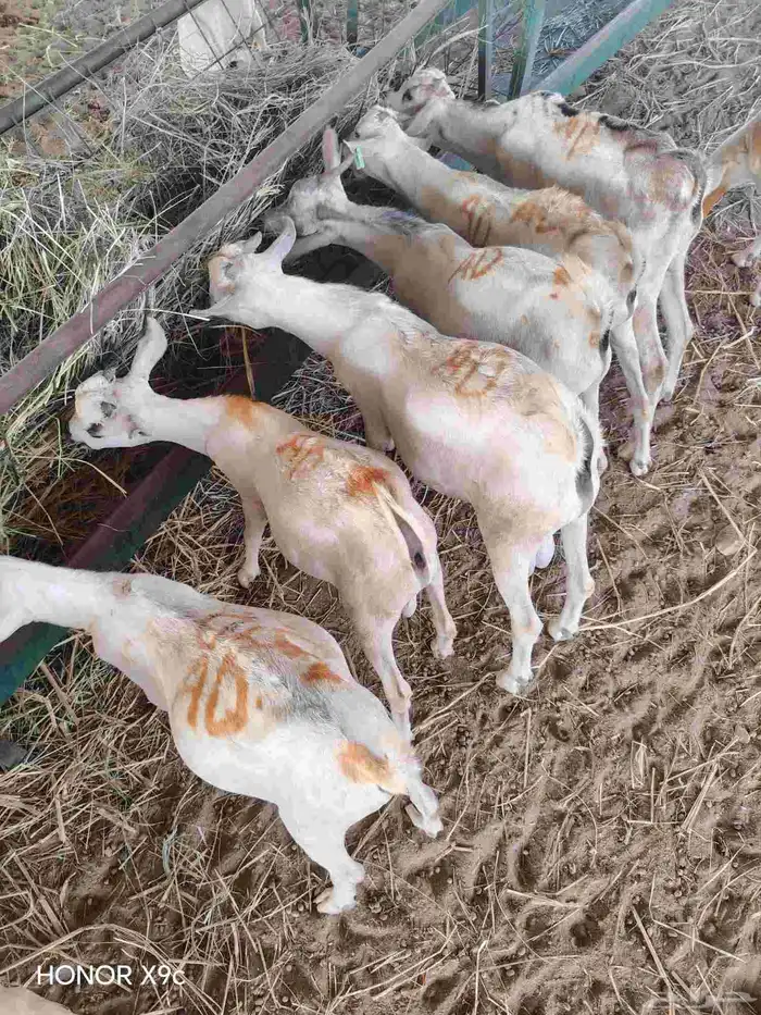 قعدان وتيوس 7