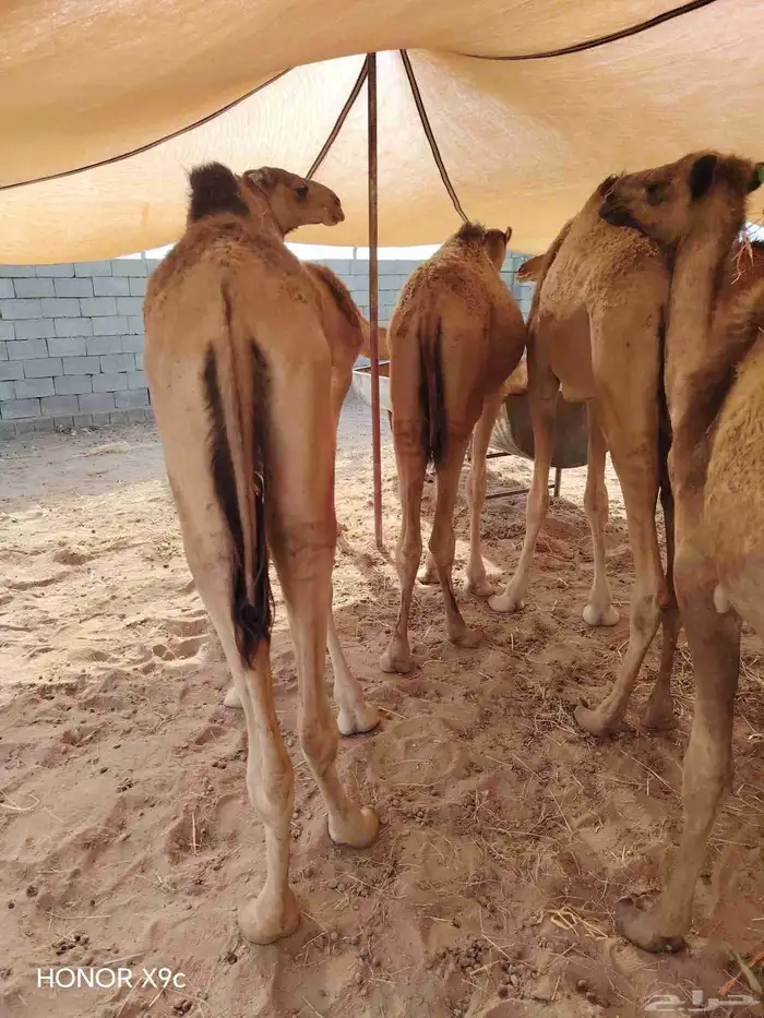 قعدان وتيوس 5