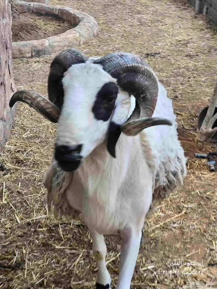 فحل صردي مغربي اصيل 3