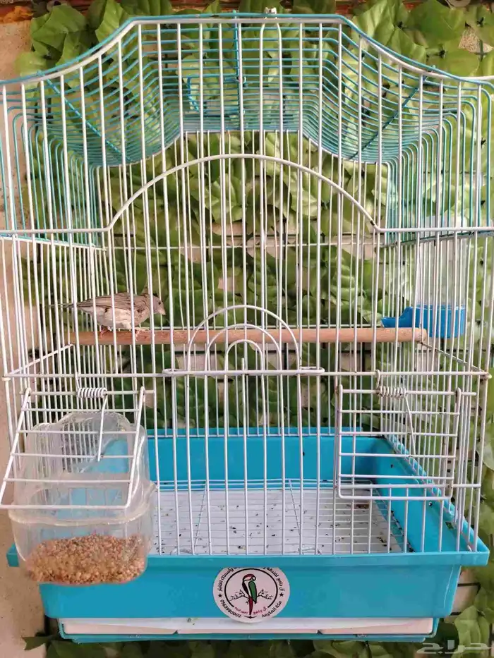 ذكر حسون طايفي مغرد 1