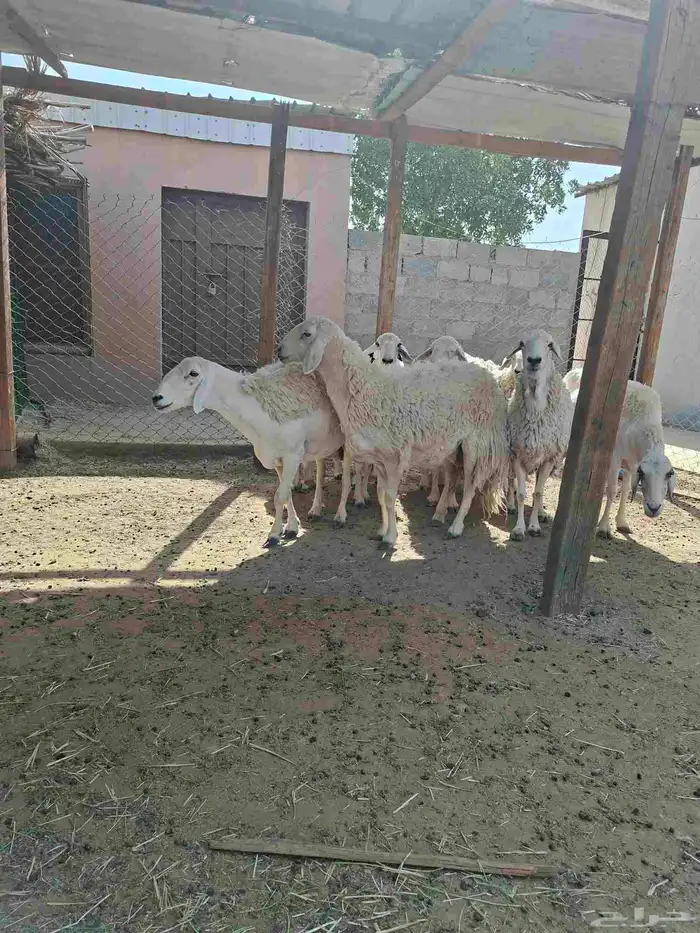 حريات حرش طيبه 0