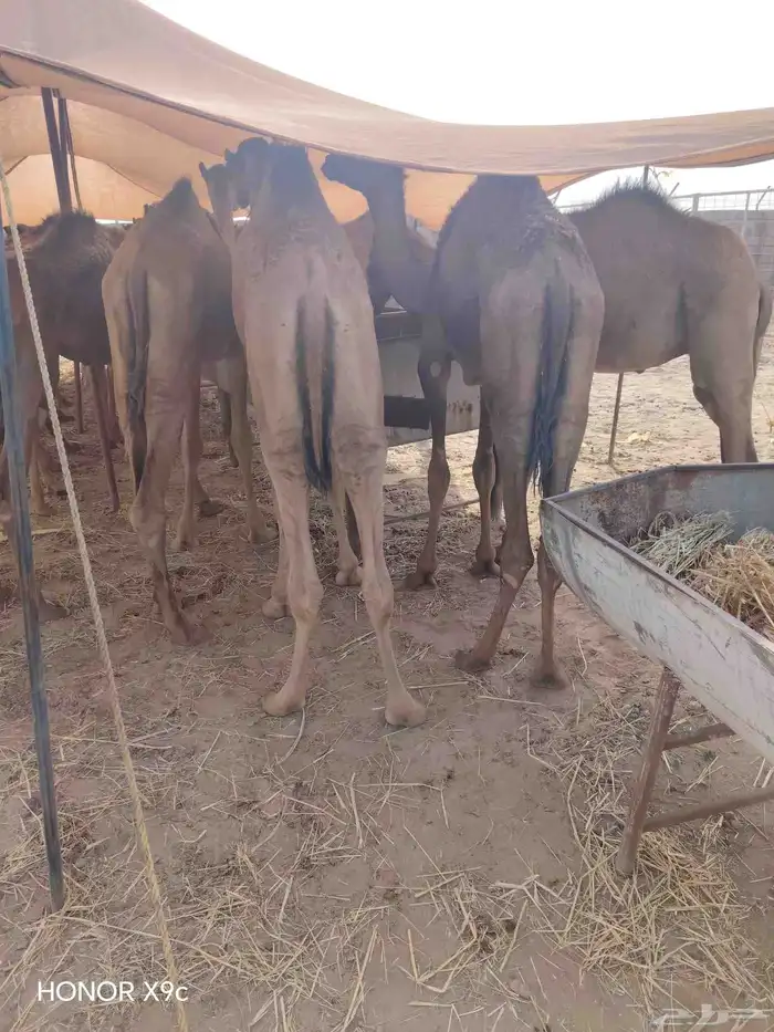 قعدان وتيوس 1