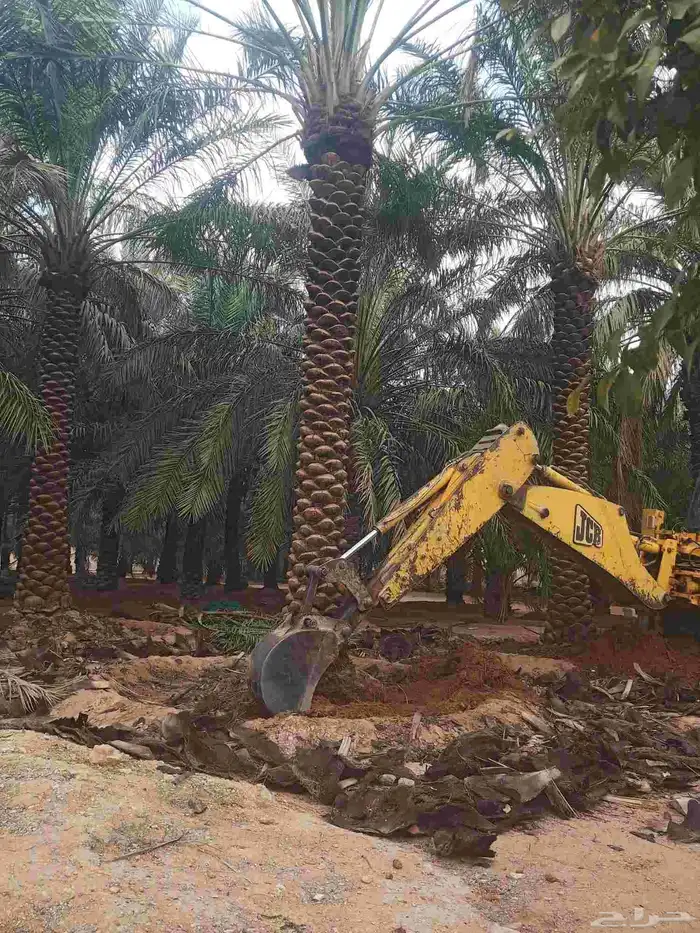 يوجد لدينا نخيل عربي مثمرر جميع انواع متوفره 6