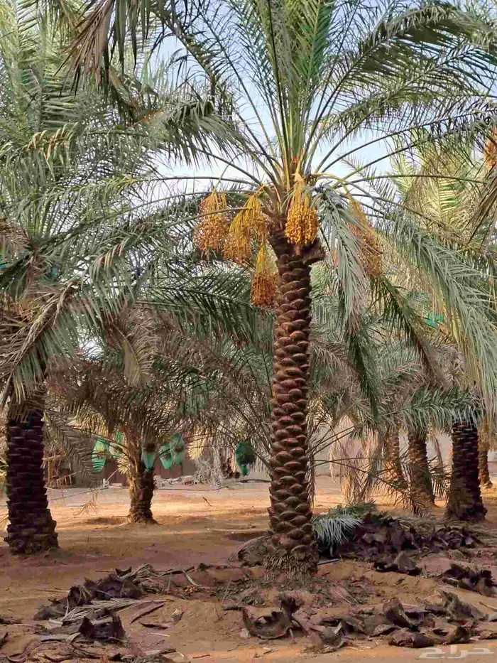 يوجد لدينا نخيل عربي مثمرر جميع انواع متوفره 0