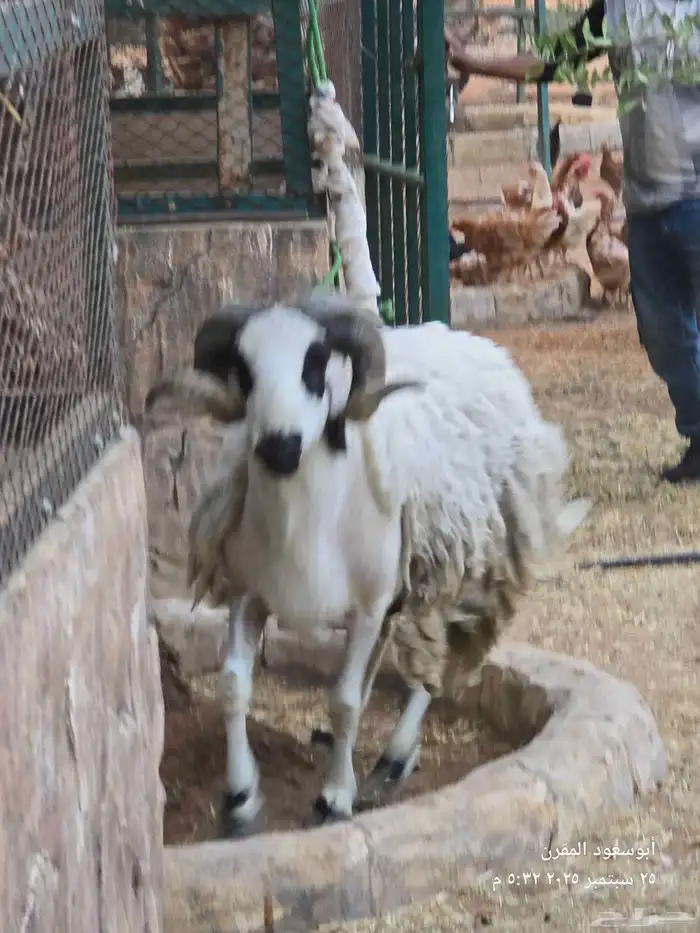 فحل صردي مغربي اصيل 1