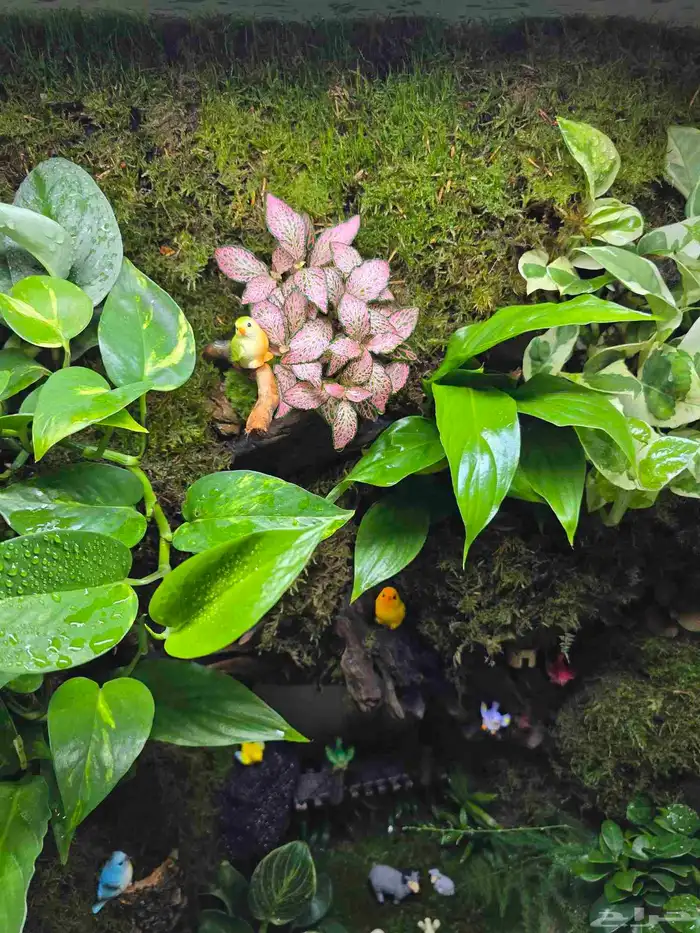 حوض زجاج تيراريوم غابة طبيعية 3