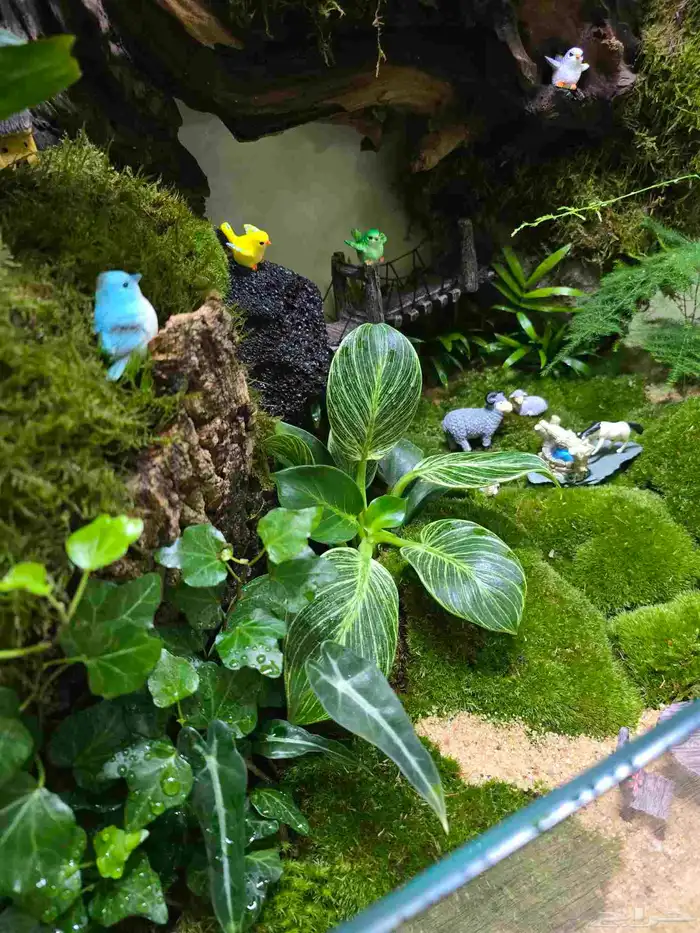 حوض زجاج تيراريوم غابة طبيعية 7